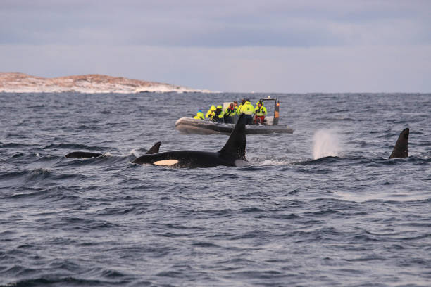 istock orcas or killer whales, Orcinus orca, observed by whale watchers, Kaldfjord, Tromso, Norway 1369045430
