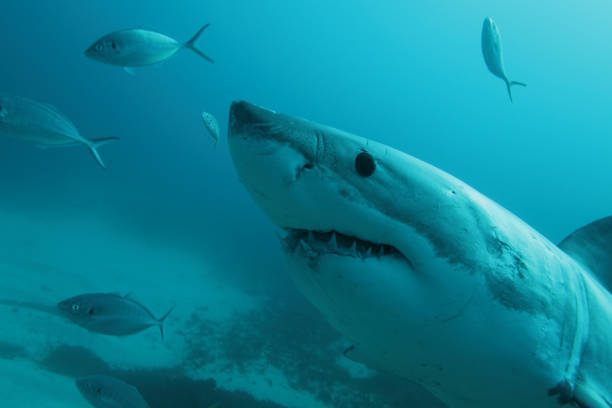 close-up of great white shark, Carcharodon carcharias, swimming over the bottom at the  Neptune Islands, South Australia stock photo
