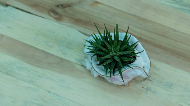istock Haworthia zebra cactus in a decorative pot 1369046431