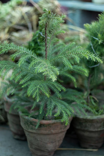 Araucaria small plant in a clay pot