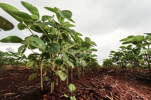 Soybean plant growing in plantation field. Rural property in the state of Paraná