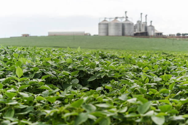 Farm silos storage towers in yellow crops landscape view