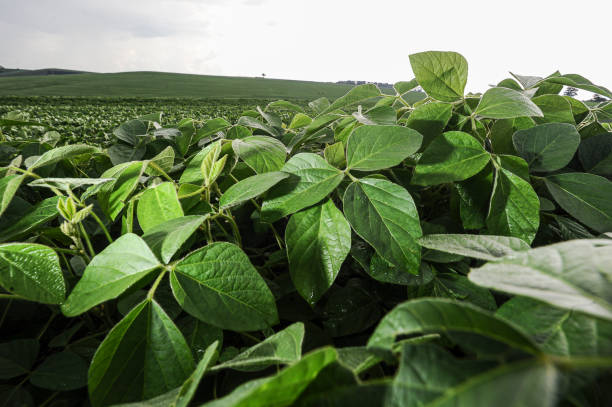 soybean plant growing in plantation field - soya fasulyesi stok fotoğraflar ve resimler