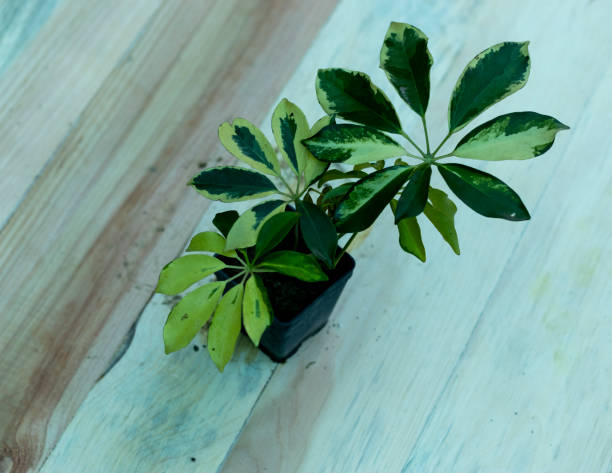 istock Schefflera small plant with wooden background 1369048305