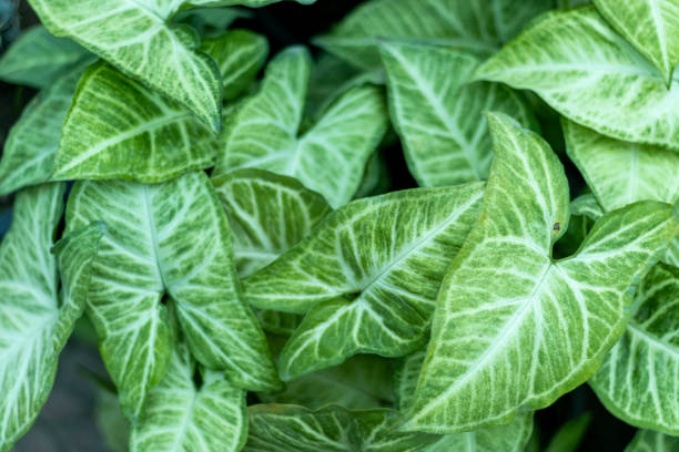 istock Arrowhead plant leaves natural background 1369048403