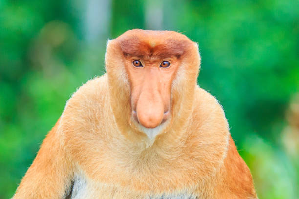 A close-up portrait of a Proboscis Monkey (Nasalis larvatus) in its natural rainforest habitat. This rare primate, native to Borneo and known for its distinctive nose and reddish coat, is an endangered species threatened by habitat loss. A detailed wildlife image capturing expression, texture, and natural behavior — ideal for themes of conservation, biodiversity, and Southeast Asian wildlife.