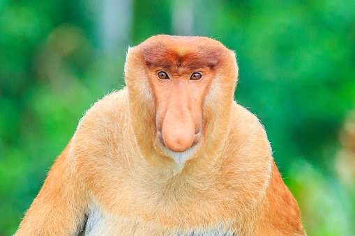 proboscis monkey or nasalis larvatus