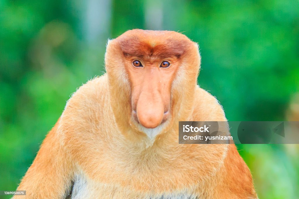 proboscis monkey or nasalis larvatus Proboscis Monkey Stock Photo