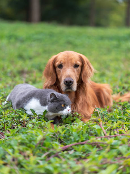 istock Golden retriever and kitten playing in the grass 1369050387