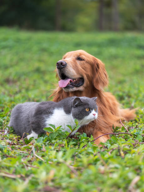 istock Golden retriever and kitten playing in the grass 1369050388