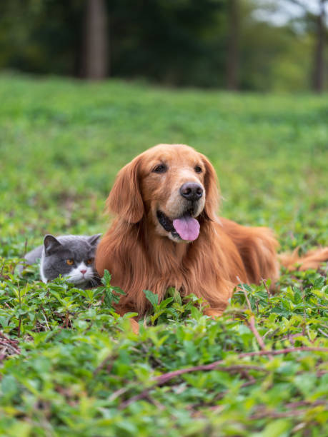 istock Golden retriever and kitten playing in the grass 1369050392