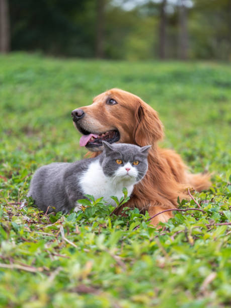 istock Golden retriever and kitten playing in the grass 1369050396