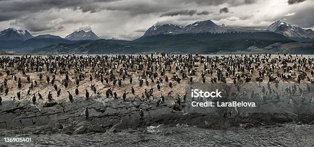 Kolonia Z Cormorants - zdjęcia stockowe i więcej obrazów Argentyna - Argentyna, Bez ludzi, Chmura