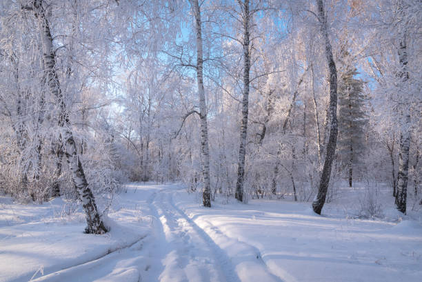 istock forest snow hoarfrost birch road winter 1369054868