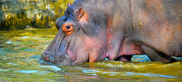 Hippopotamus in its pond.