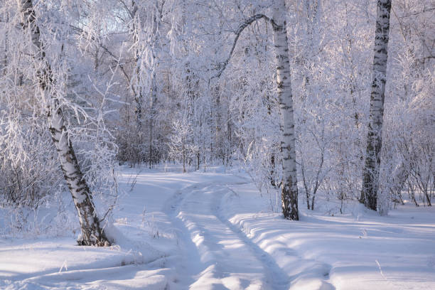 Amazing winter landscape with a winding snowy road, a forest with snow-white birches and grass in hoarfrost in the sunlight in a severe frost
