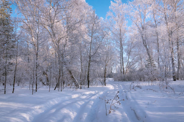 istock forest snow hoarfrost birch road winter 1369055191