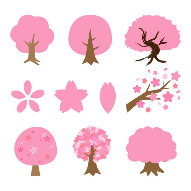 zestaw drzew sakura - cherry blossom blossom branch cherry tree stock illustrations