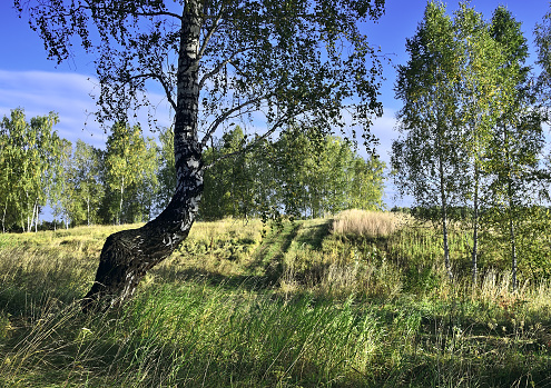 Birches on the edge of the field. A curved tree trunk in thick grass under a blue sky. Novosibirsk region, Siberia, Russia