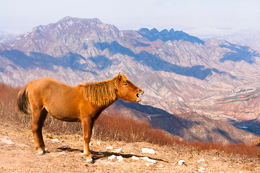 Roaring pony on the top of the mountain, roaring mule, view from above the barren hills in the distance