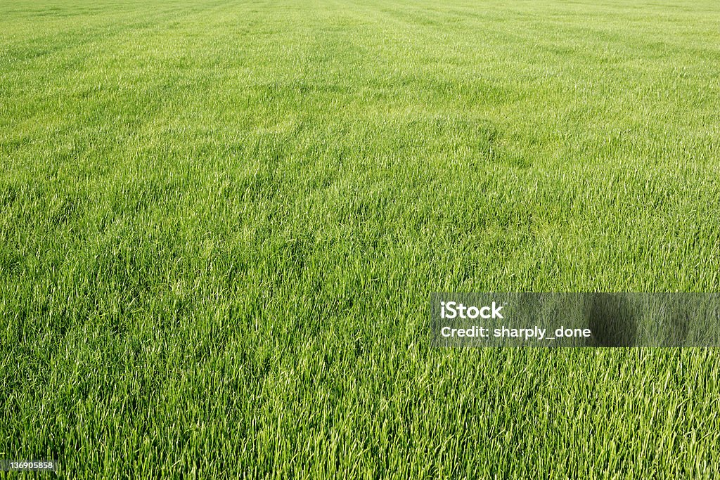 Erba verde campo - Foto stock royalty-free di Agricoltura