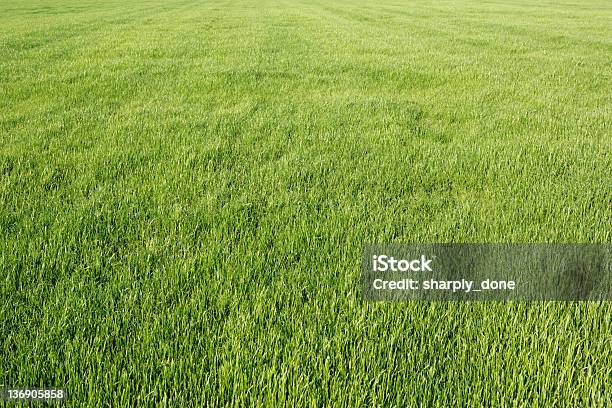 Erba Verde Campo - Fotografie stock e altre immagini di Agricoltura - Agricoltura, Ambientazione esterna, Ambiente