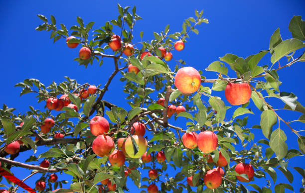 An apple tree with red apple fruits hanging from it stock photo