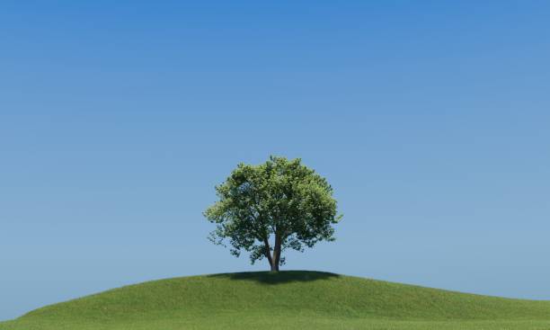 istock Blue sky and meadow and wood background graphic 1369062368