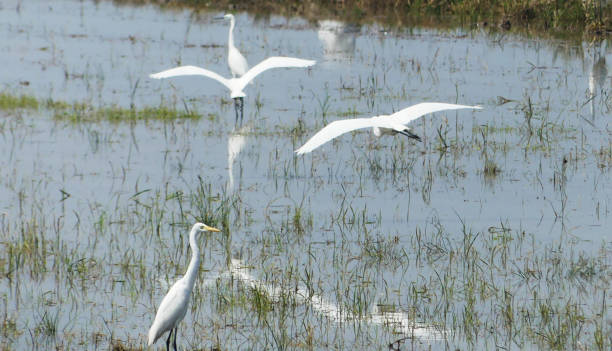 istock Photo of flying Bubulcus bird in the paddy field 1369063318