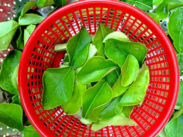 Kaffir Lime leaves in red basket - food preparation.