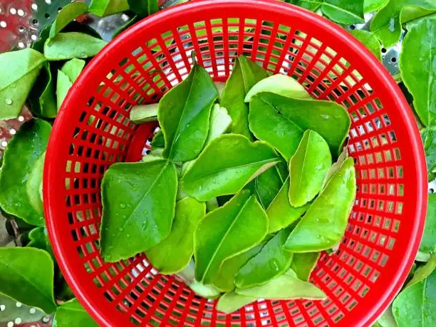 Kaffir Lime leaves in red basket - food preparation.