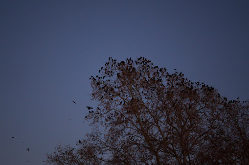 Crows plague. Many black birds at night on a tree provide noise and dirt nuisance. At dawn. Up view.