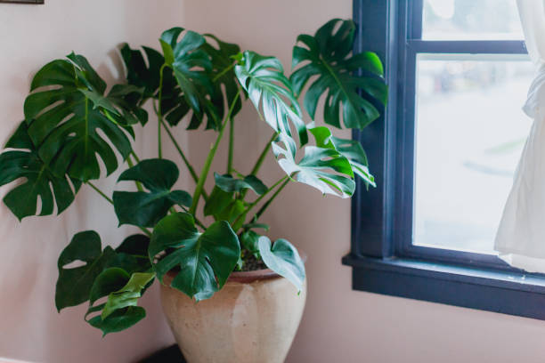istock House Plant in Cute bedroom 1369066109