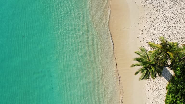 Aerial view of the tropical beach with white sand and palm tree