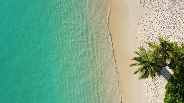 Aerial drone view of the tropical beach with white sand and palm tree