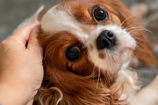 Portrait purebred cute puppy Cavalier King Charles Spaniel, selective focus. High quality photo