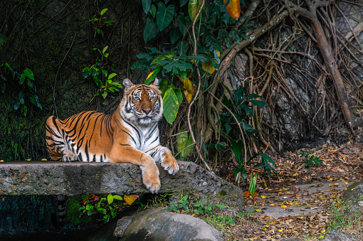Portrait of Bengal Tiger is crouching on the stone bridge in a zoo of Thailand. Full body Bengal Tiger crushing. Blank space for text.