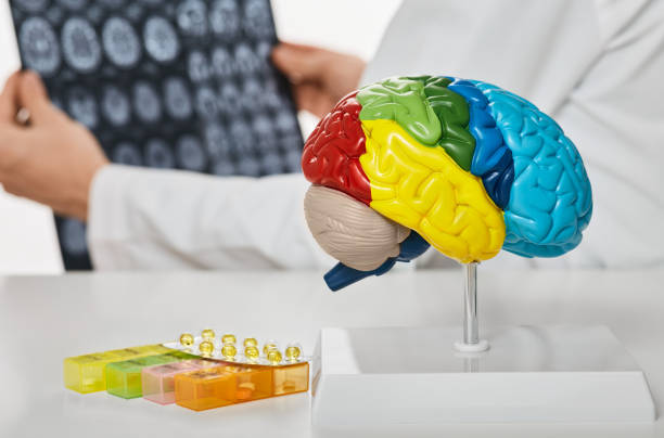 istock Anatomical model of human brain on doctor's table over background neurologist analyzing results of MRI scan of patient brain at medical hospital 1369069725