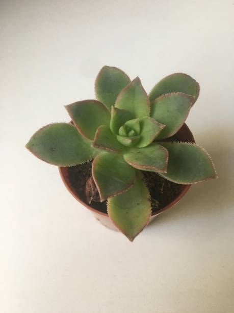 istock succulent live flower in pot 1369069758