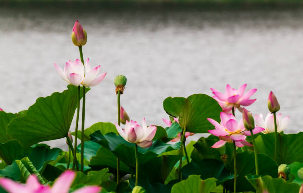 istock Summer blooming lotus 1369070716