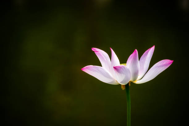 summer blooming lotus - single flower macro lotus close up imagens e fotografias de stock