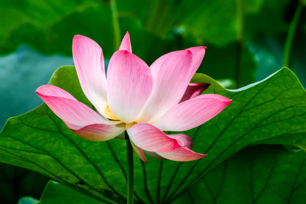 loto in fiore estivo - lotus single flower water lily water foto e immagini stock