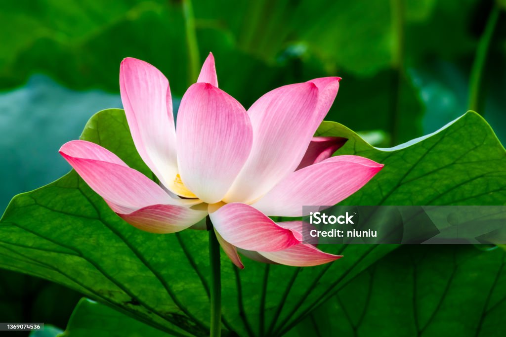 Summer blooming lotus Nature Stock Photo