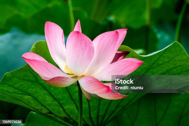 Summer Blooming Lotus Stock Photo - Download Image Now - Nature, Macrophotography, Pond