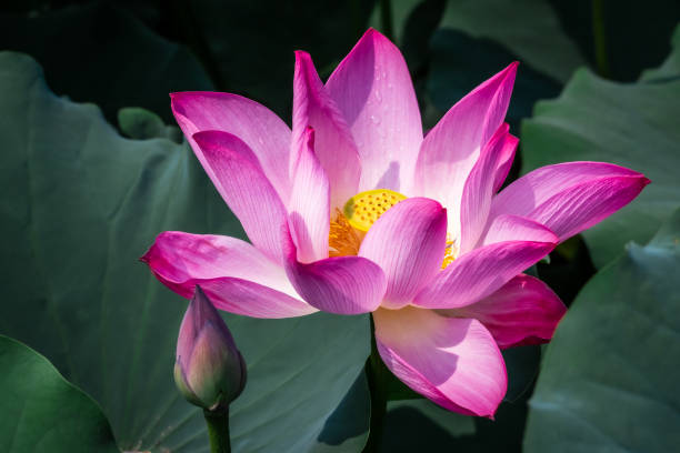 loto in fiore estivo - lotus single flower water lily water foto e immagini stock