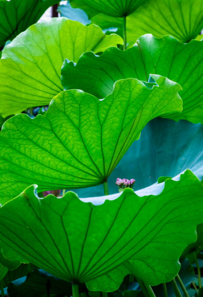 신선한 녹색 바하이 잎 - water lily floating on water lotus leaf 뉴스 사진 이미지