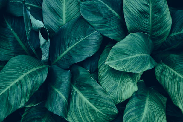 istock tropical foliage, dark green nature background 1369075733