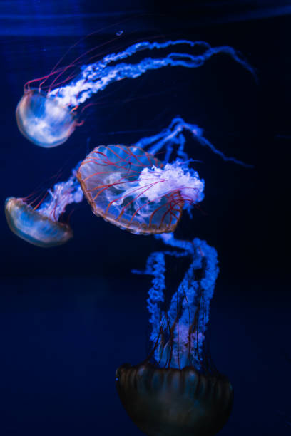 istock Jellyfishes at an aquarium, Oct. 2021 1369076731