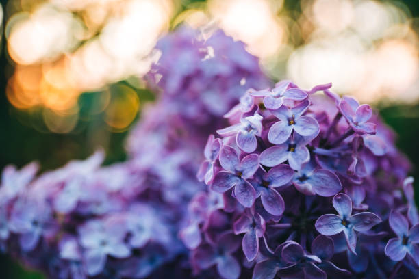 Beautiful lush branch of blooming lilacs in the evening light of blue and purple. Bloom in May and early June. Fragrant flowers on bush. Nature wallpaper. Variety of garden plant. Gardening. Close-up. hermosa rama exuberante de lilas en flor en la luz de la tarde de azul y púrpura. florece en mayo y principios de junio. flores fragantes en el arbusto. fondo de pantalla de la naturaleza. variedad de planta de jardín. jardinería. primer plano