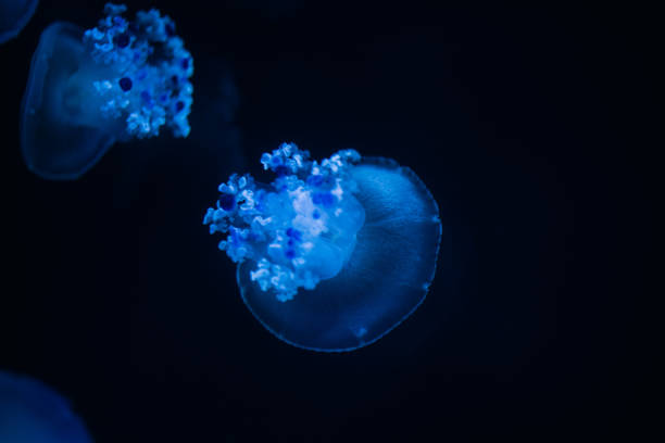 istock Jellyfishes at an aquarium, Oct. 2021 1369076957